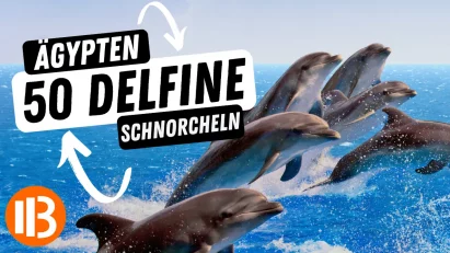 Magisches Schnorchelerlebnis: Schwimmen mit 50 Delfinen in Ägypten