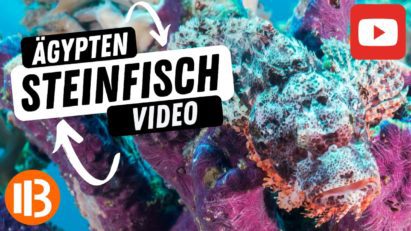 Ägypten Steinfisch Video