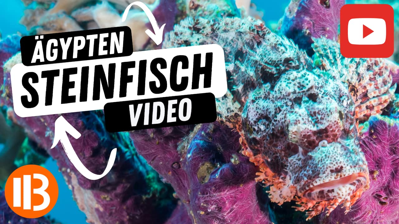 Ägypten Steinfisch Video