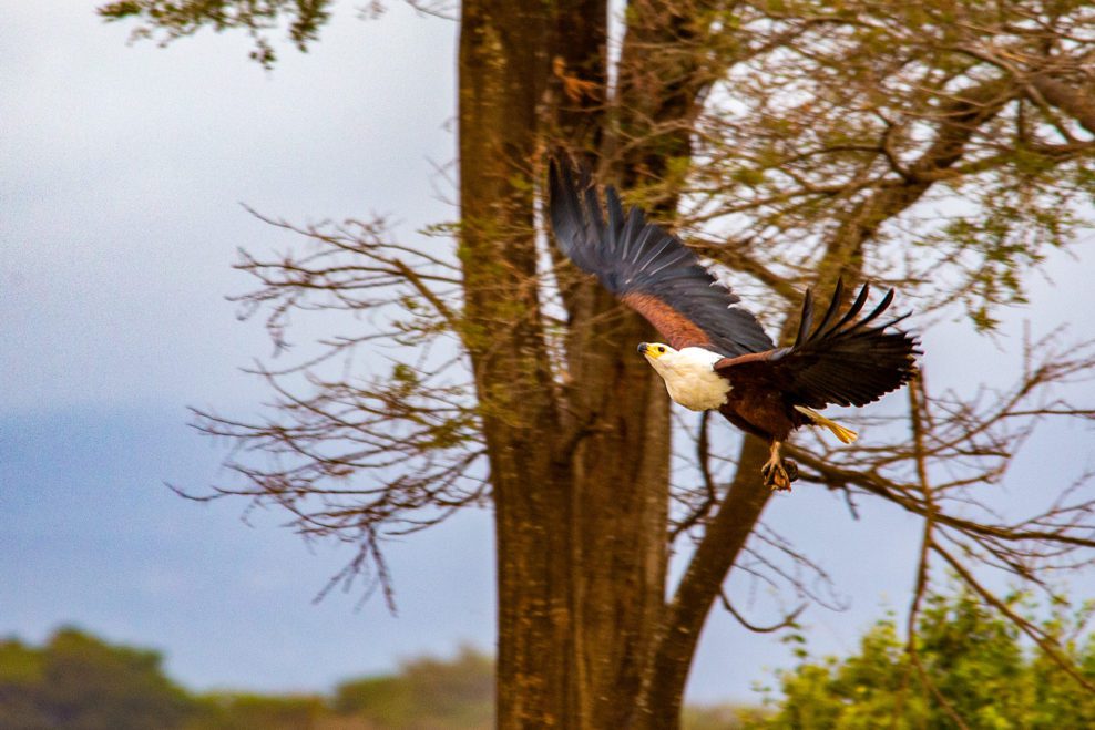 Adler im Flug in Afrika Kenia