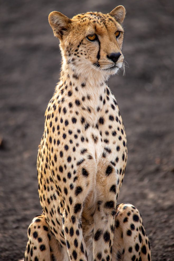 Afrika Kenia Gepard Cheetah