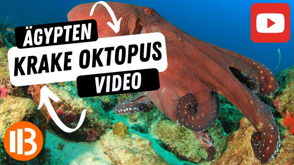 Faszinierende ägyptische Krake Oktopus in Ägypten gefilmt