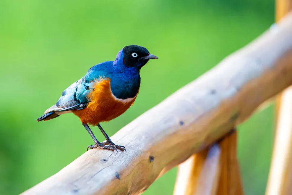Vogel-Afrika-Blau-Orange