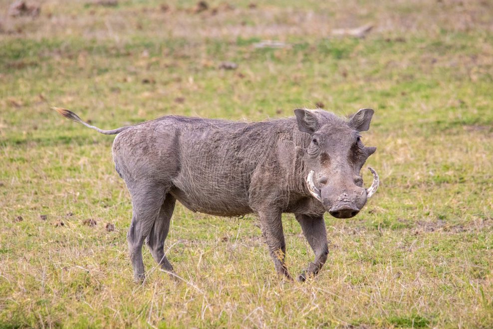 Warzenschwein (Pumba ) in Afrika Kenia