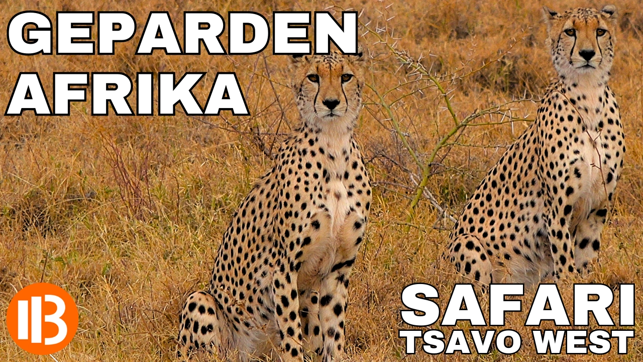 Geparden in Afrika Kenia Tsavo West bei der Jagd