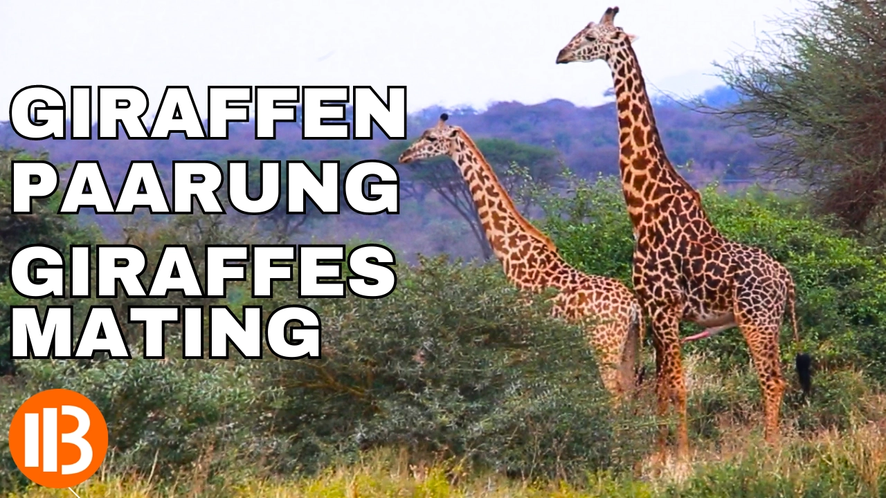 Giraffen Paarung - Giraffes Mating