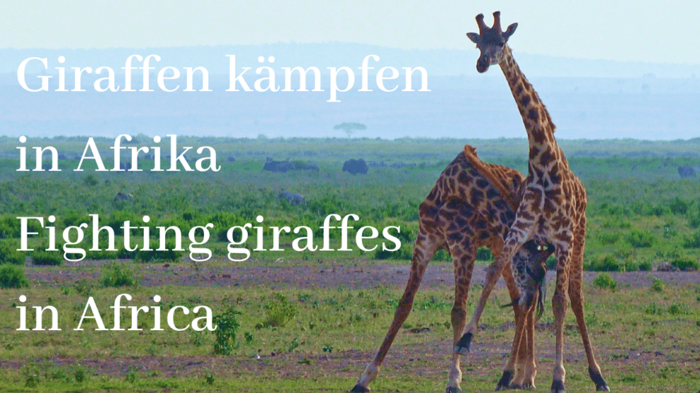Giraffen kämpfen in Afrika - Fighting giraffes in Africa